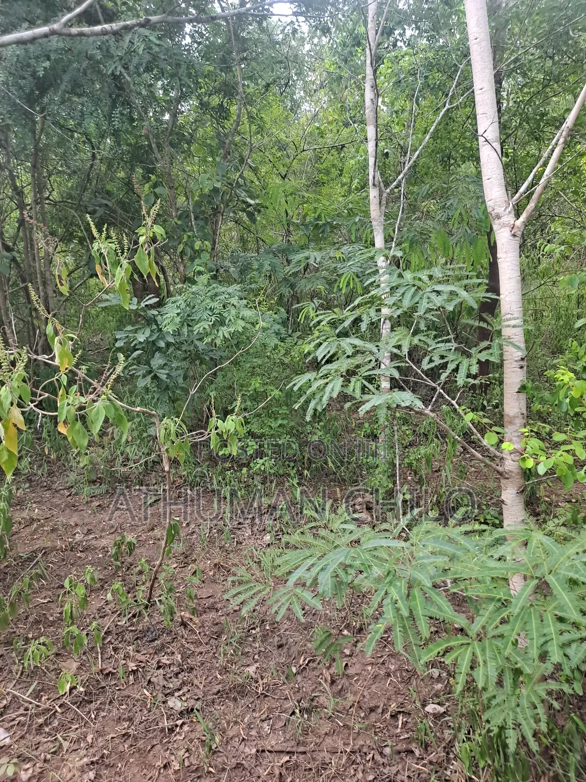 Shamba Mbwewe