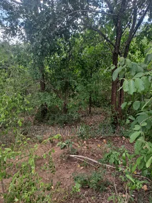 Shamba Mbwewe