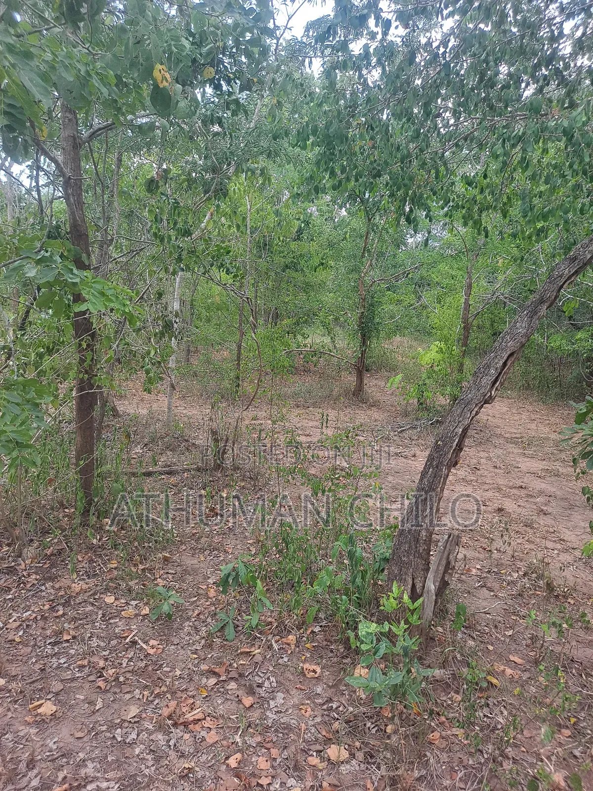 Shamba Mbwewe