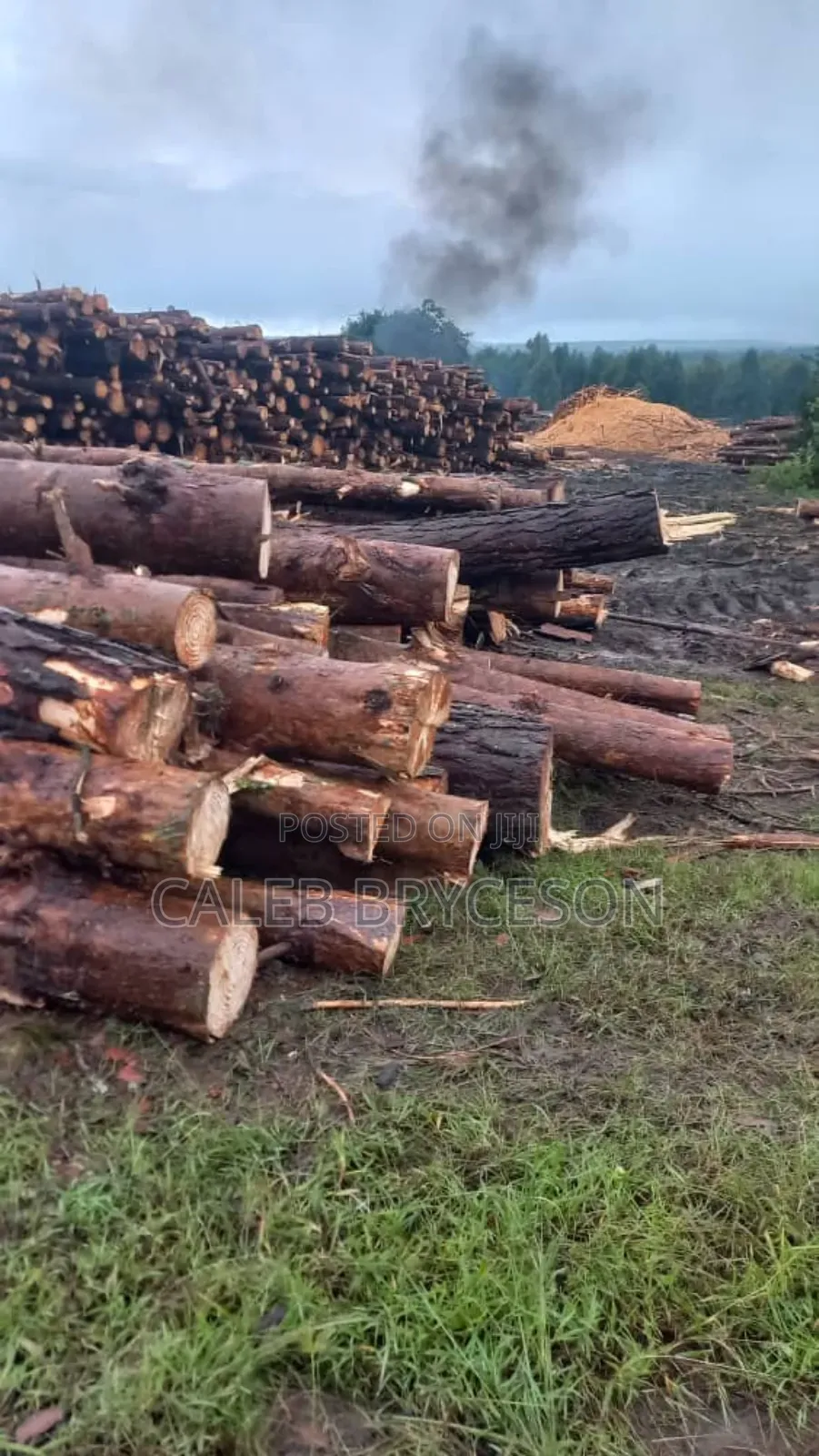 Mbao Ya Paina(Pine Wood)