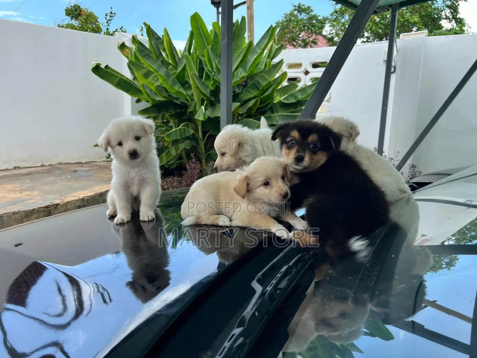 1-3 months Male Purebred Japanese Spitz