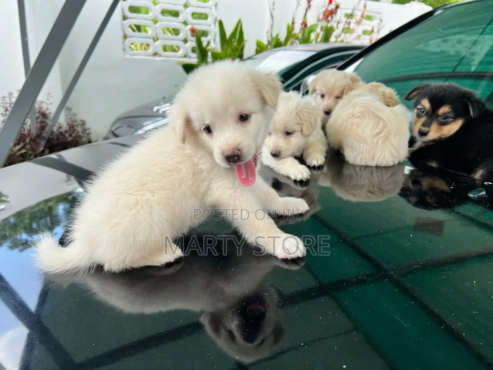 1-3 months Male Purebred Japanese Spitz