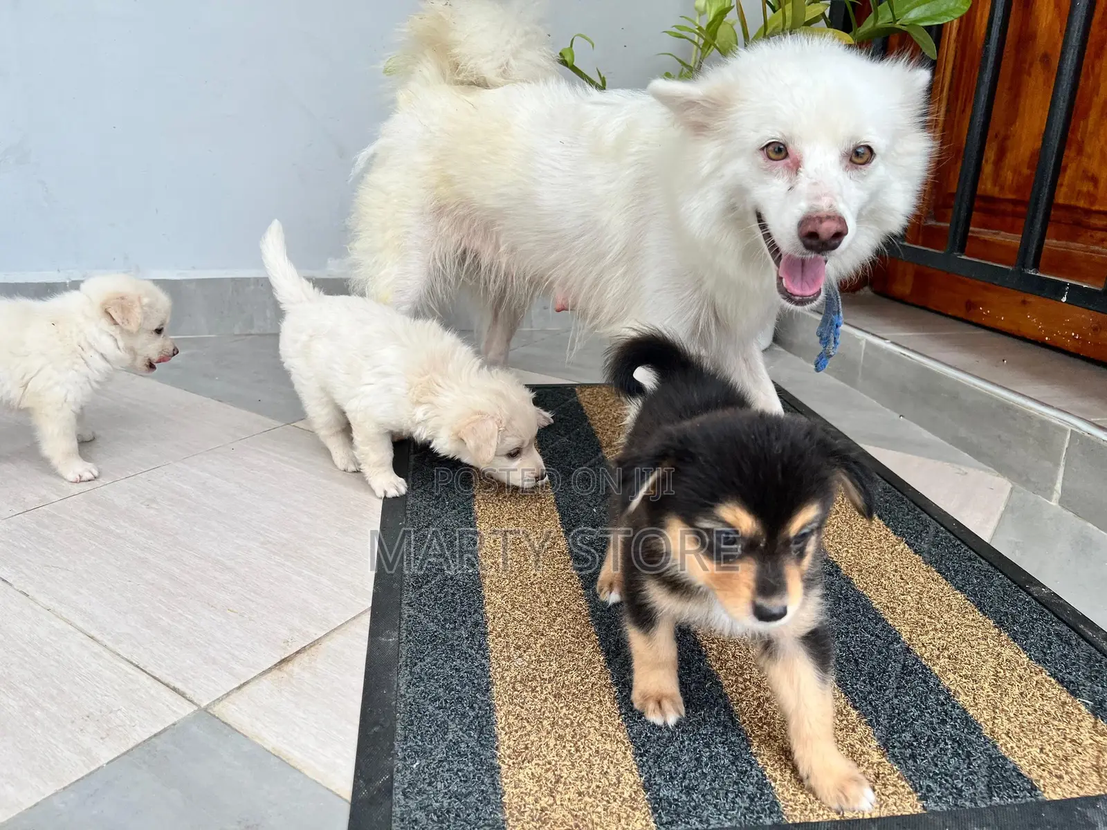 1-3 months Male Purebred Japanese Spitz