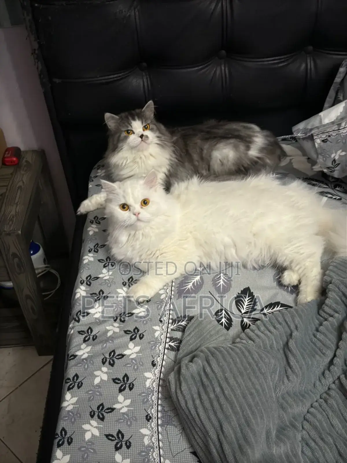 1+ year Male Purebred Persian