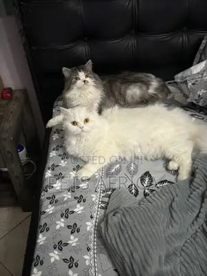 1+ year Male Purebred Persian