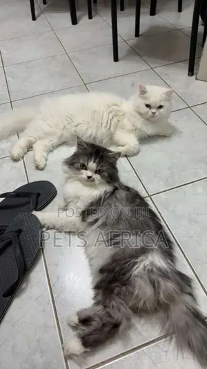 1+ year Male Purebred Persian