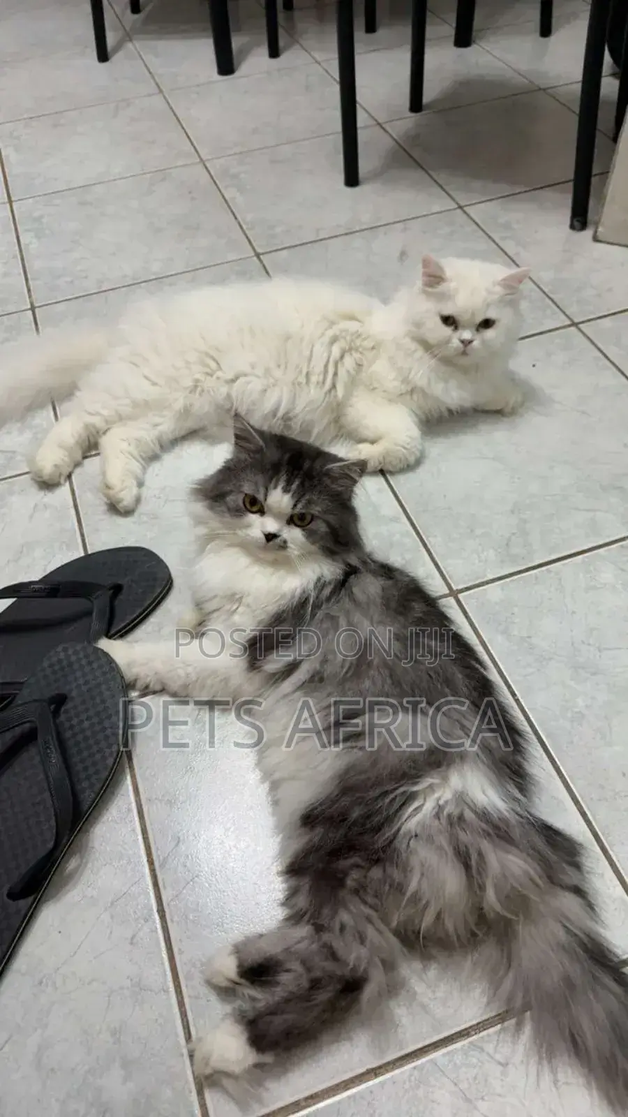 1+ year Male Purebred Persian