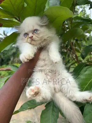 1-3 months Female Purebred Persian