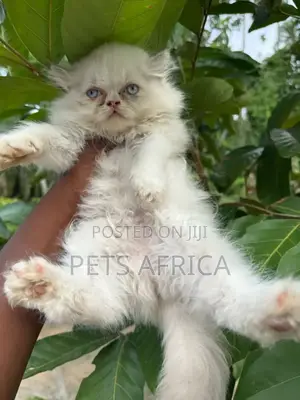 1-3 months Female Purebred Persian