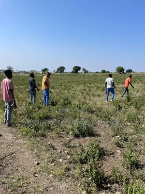 Boma Ng'ombe Kwa Wasomali