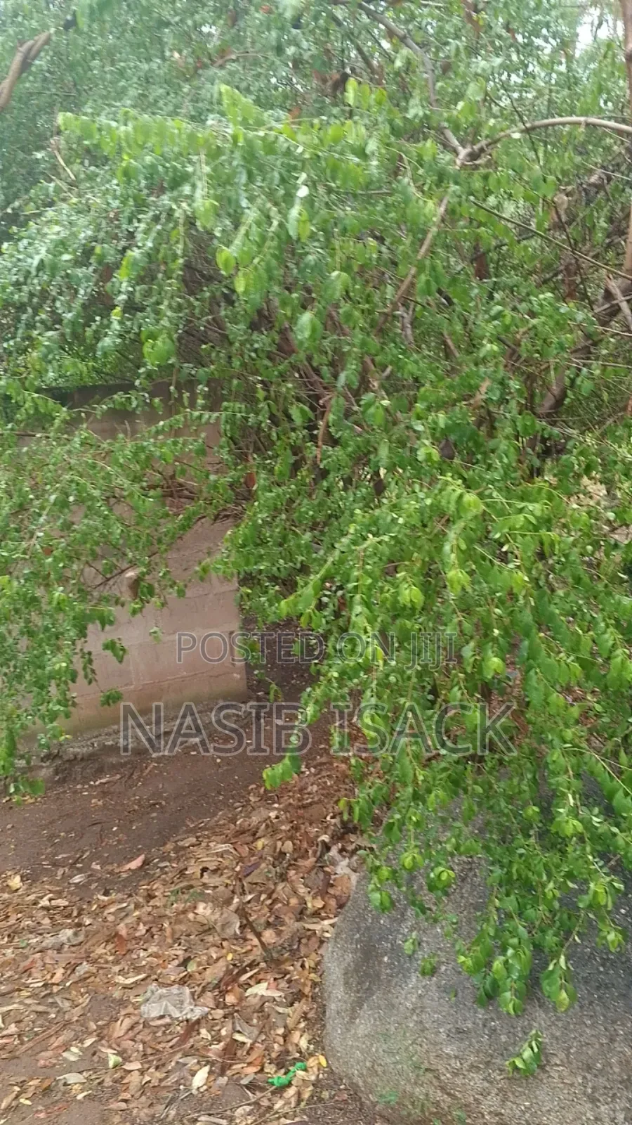 Kiwanja Nyegezi Majengo