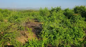 Shamba La Hekari 10 Itigi, Kijiji Cha Doroto, Mita 100 Toka Kwenye Lam