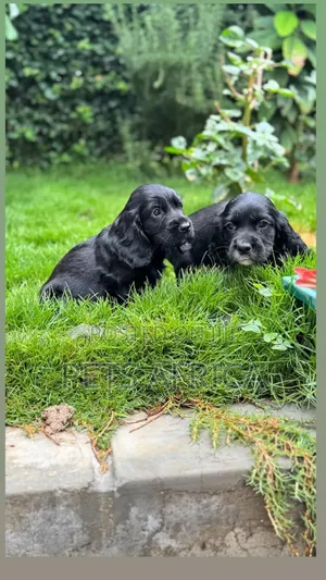 1-3 months Male Purebred Cocker Spaniel