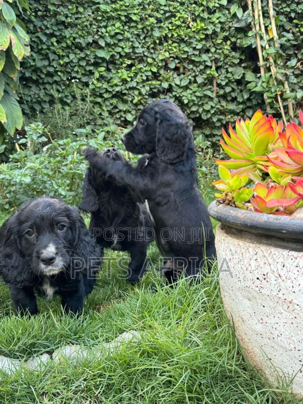 1-3 months Male Purebred Cocker Spaniel