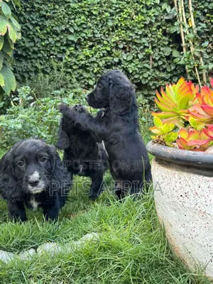1-3 months Male Purebred Cocker Spaniel