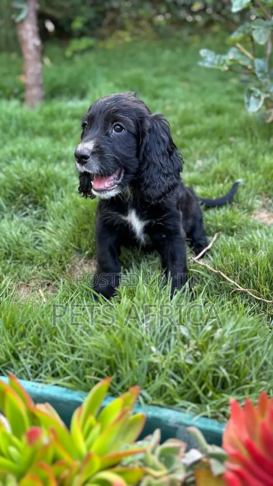 1-3 months Male Purebred Cocker Spaniel