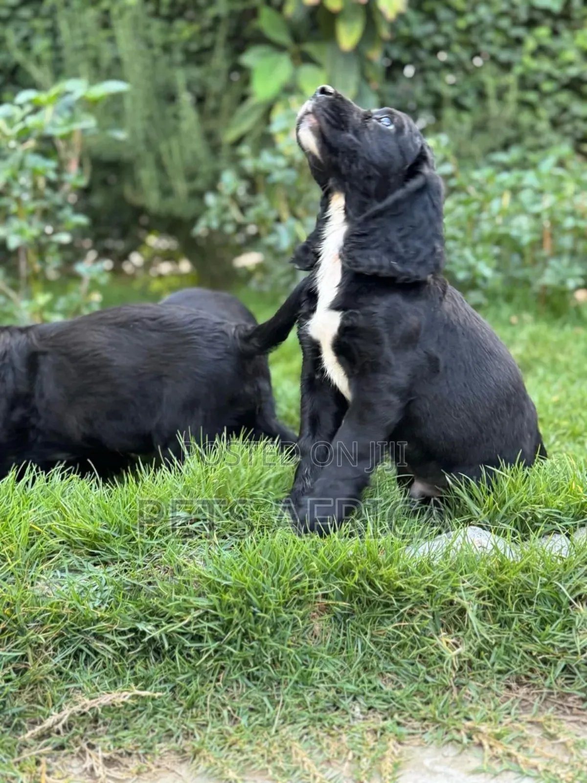 1-3 months Male Purebred Cocker Spaniel