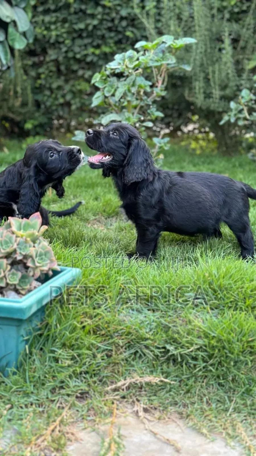 1-3 months Male Purebred Cocker Spaniel
