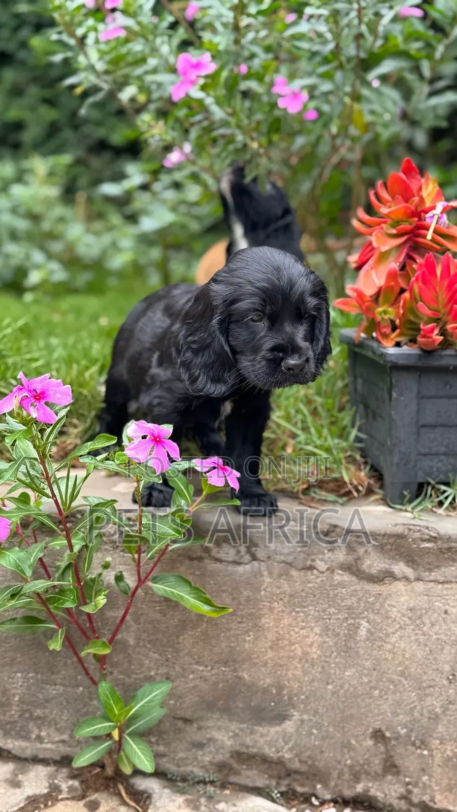 1-3 months Male Purebred Cocker Spaniel
