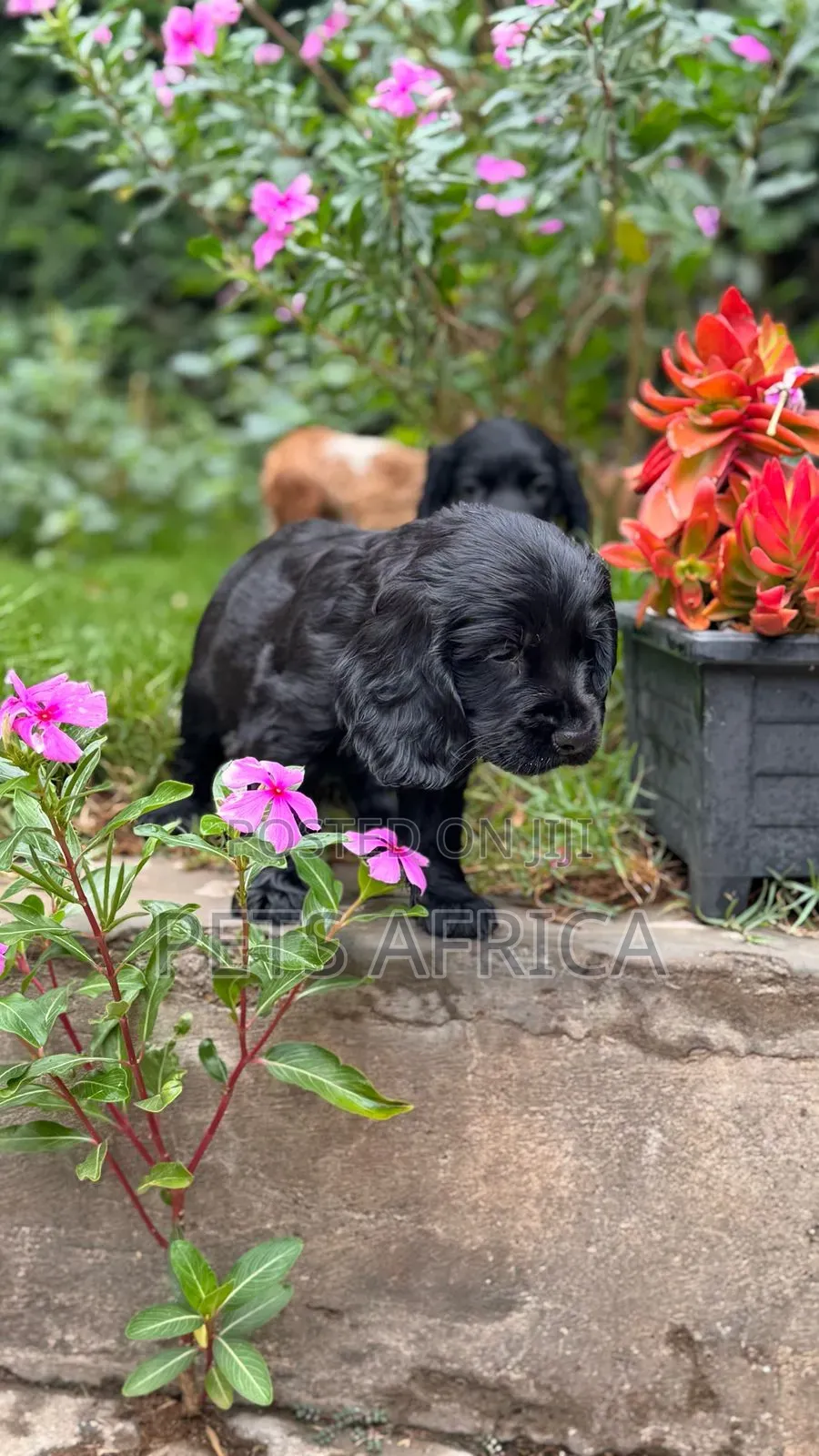 1-3 months Male Purebred Cocker Spaniel