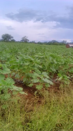 Hectore 330 at Morogoro Sangasanaga