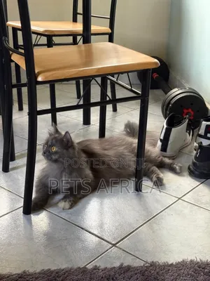 1+ year Female Purebred Persian