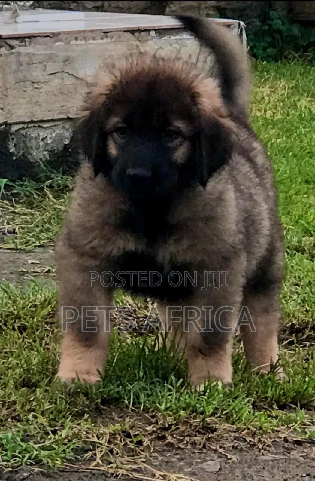 1-3 months Female Purebred Caucasian Shepherd