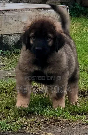 1-3 months Female Purebred Caucasian Shepherd