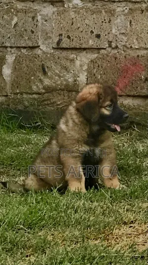 1-3 months Female Purebred Caucasian Shepherd