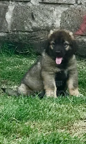 1-3 months Female Purebred Caucasian Shepherd