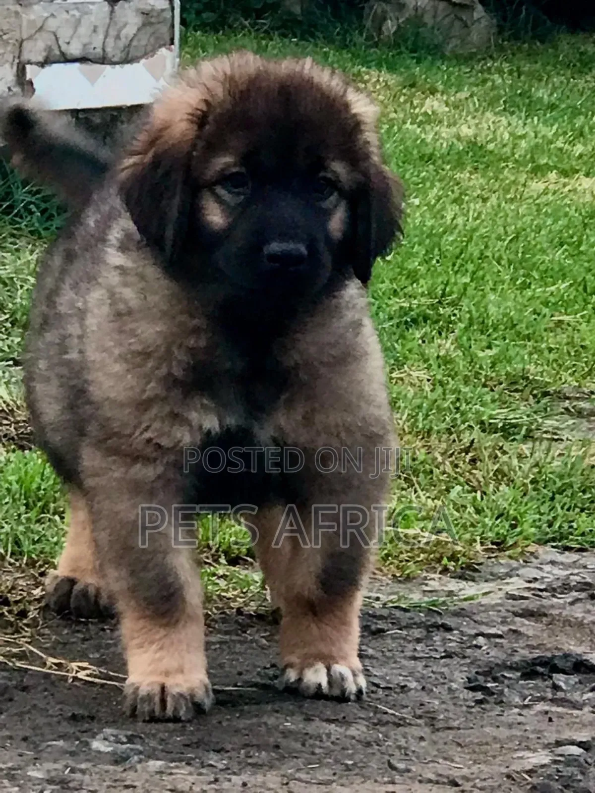 1-3 months Female Purebred Caucasian Shepherd