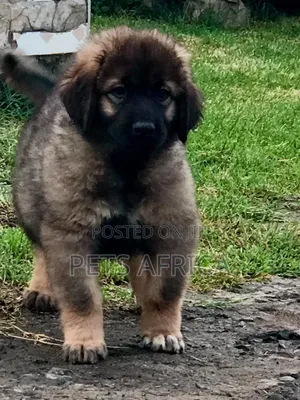 1-3 months Female Purebred Caucasian Shepherd