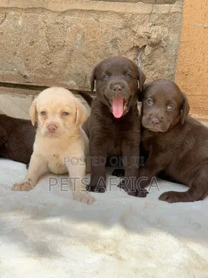 1-3 months Male Purebred Labrador Retriever