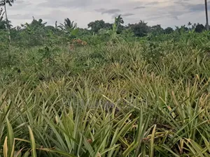 Shamba Linauzwa Kiwangwa Bagamoyo Pwani
