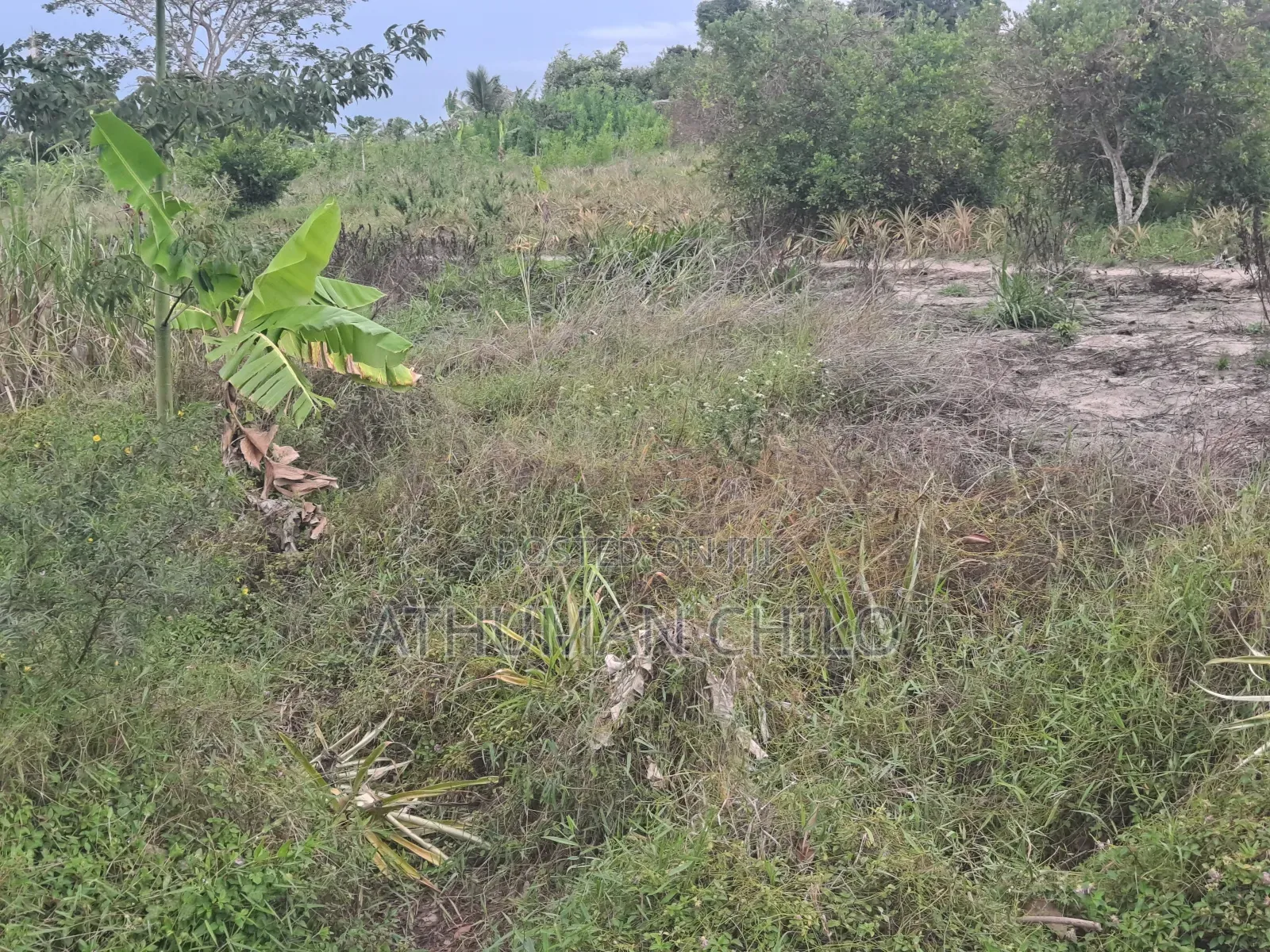 Shamba Linauzwa Kiwangwa Bagamoyo Pwani