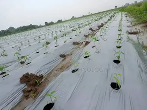 Plastic Mulching