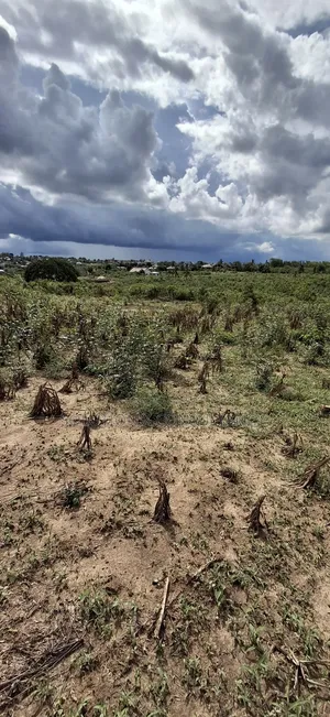 Kiwanja Kinauzwa Mabwepande