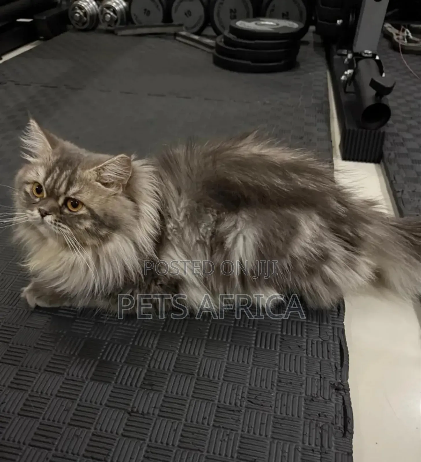6-12 months Male Purebred Persian