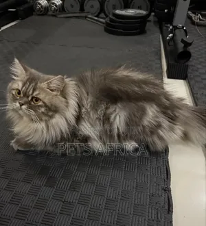 6-12 months Male Purebred Persian
