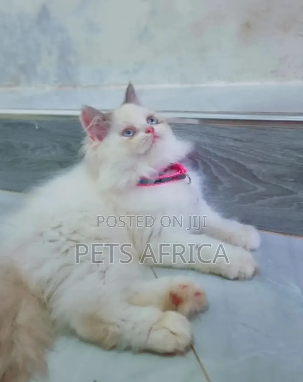 1-3 months Female Purebred Persian