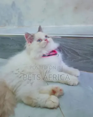 1-3 months Female Purebred Persian