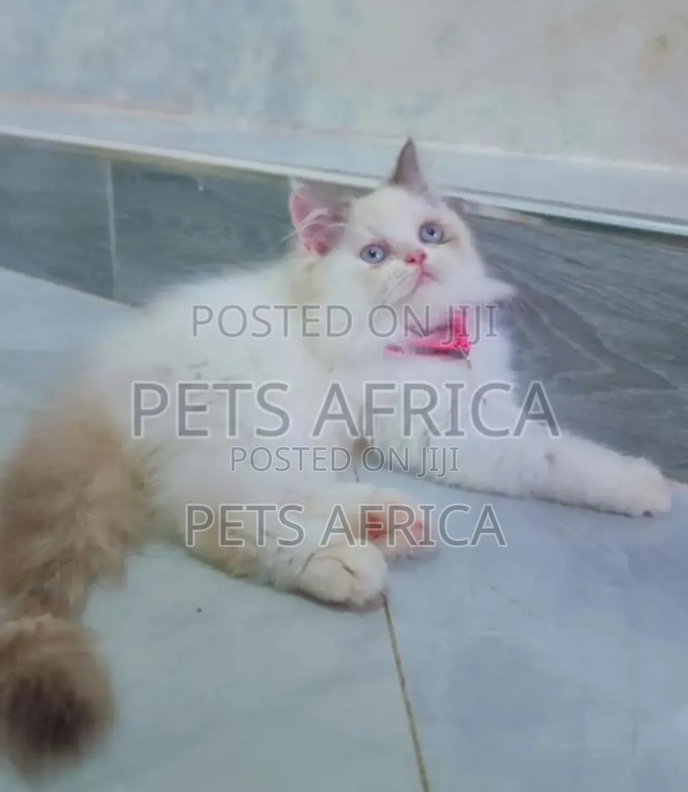 1-3 months Female Purebred Persian