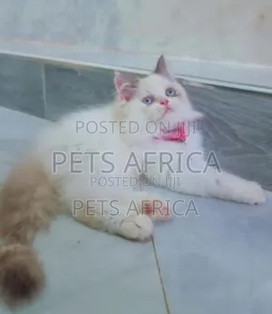 1-3 months Female Purebred Persian