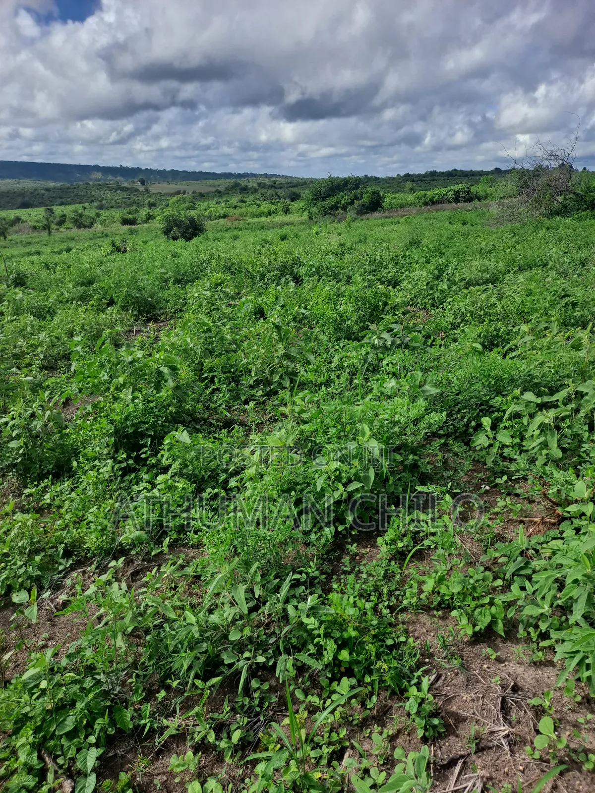 Shamba Linauzwa Lipo Kiwangwa Bagamoyo Pwani