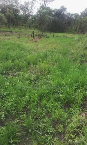 Invest in Rice Farm 130 Acres at Ruvuma Madala.