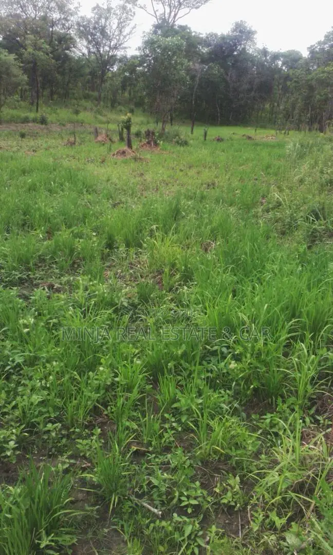 Invest in Rice Farm 130 Acres at Ruvuma Madala.