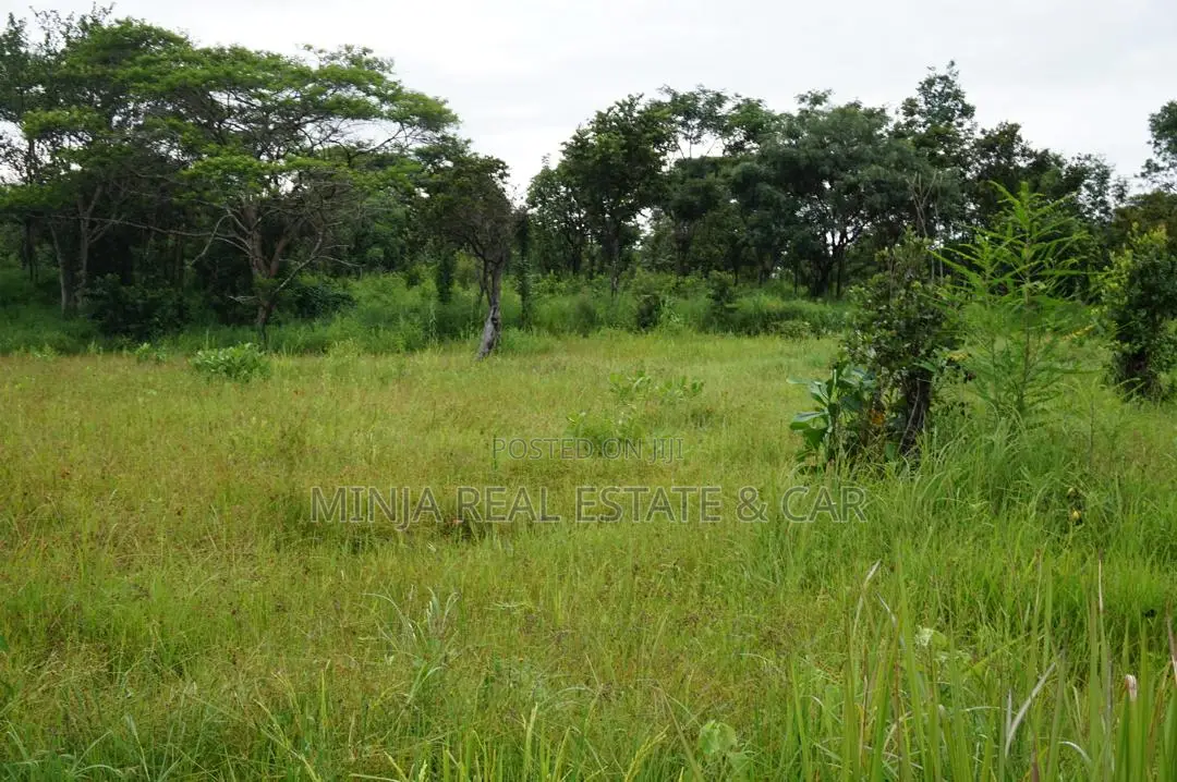 Invest in Rice Farm 130 Acres at Ruvuma Madala.