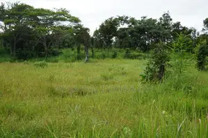 Invest in Rice Farm 130 Acres at Ruvuma Madala.