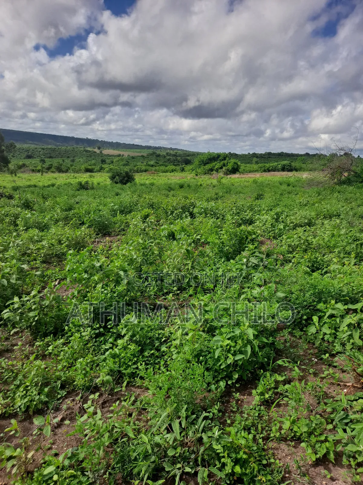 Shamba Linauzwa
