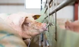 Nippes Za Nguruwe 2